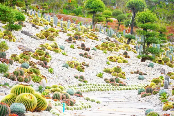 Vườn xương rồng - Hồ Thái Bình